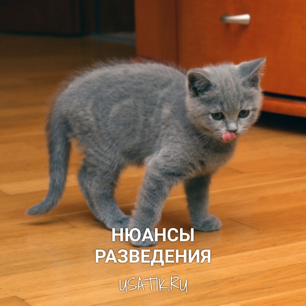 Разведение британских короткошерстных кошек