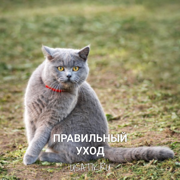 Уход за британскими короткошерстными кошками