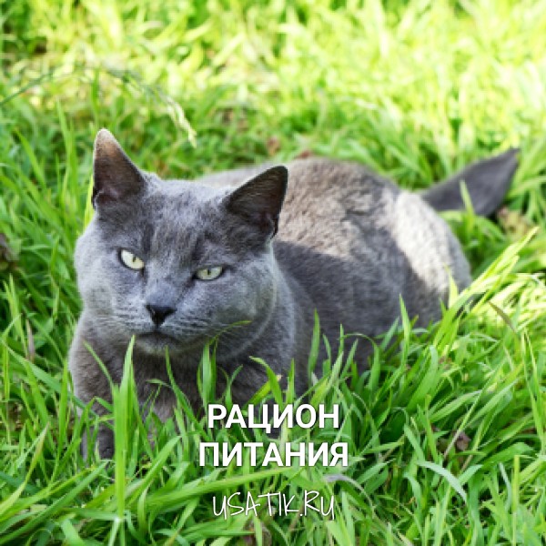 Рацион питания британских короткошерстных кошек