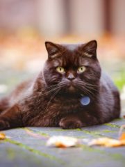 Британская короткошерстная кошка