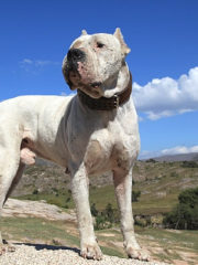 Булли кутта