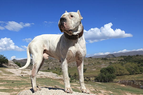 Булли кутта