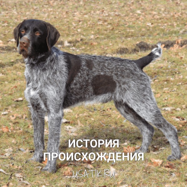 История происхождения дратхааров