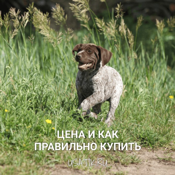 Дратхаар - цена и как правильно купить