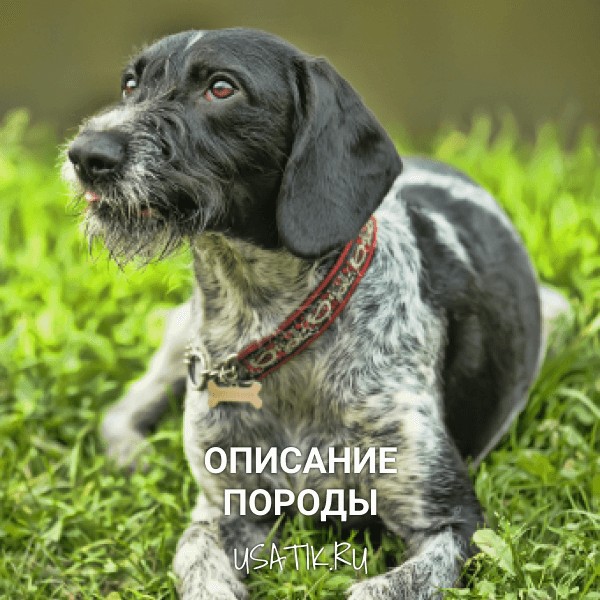 Дратхаар - описание породы