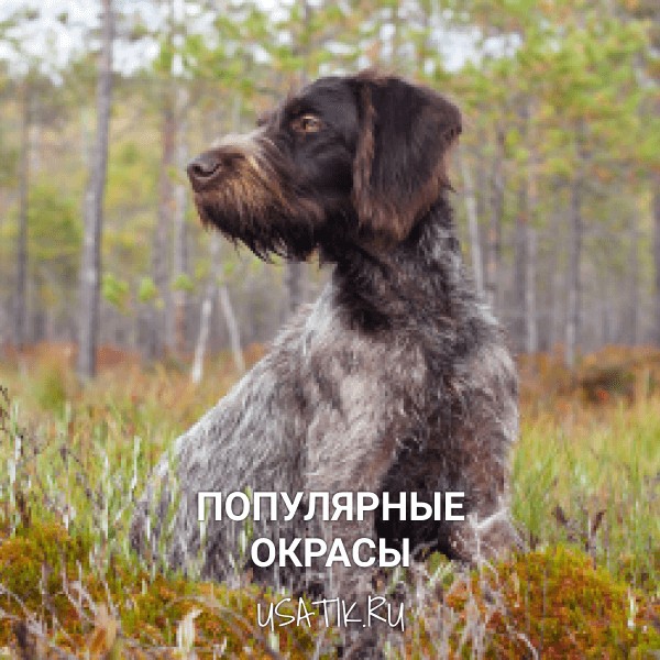 Популярные окрасы дратхааров