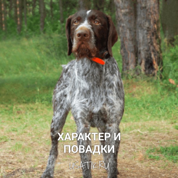 Характер и повадки дратхааров