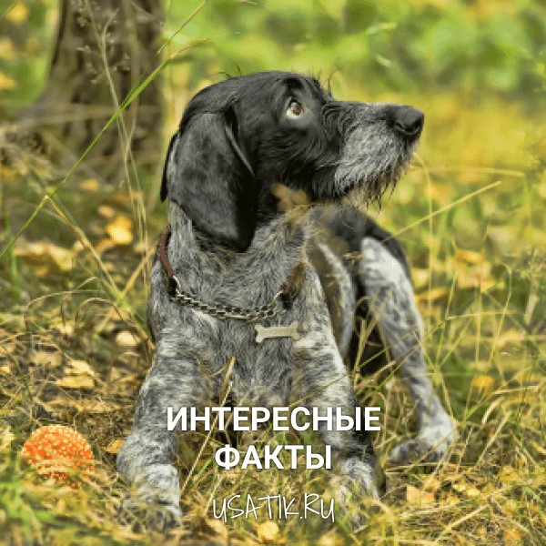 Интересные факты о дратхаарах