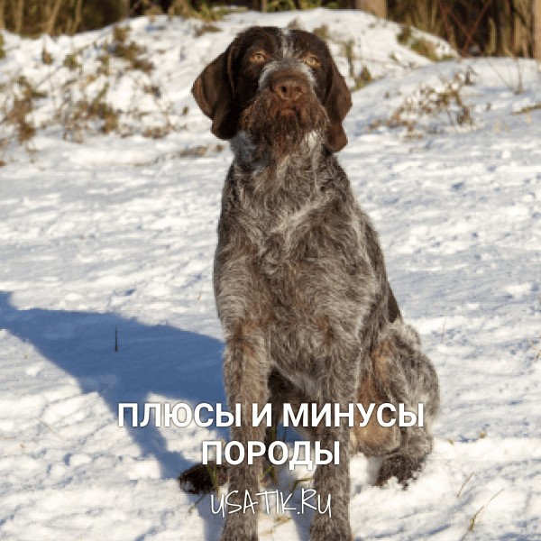 Плюсы и минусы дратхааров