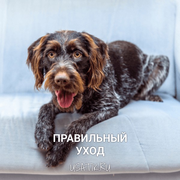 Уход за дратхаарами