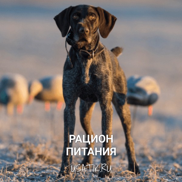 Рацион питания дратхааров