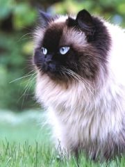 Гималайская кошка