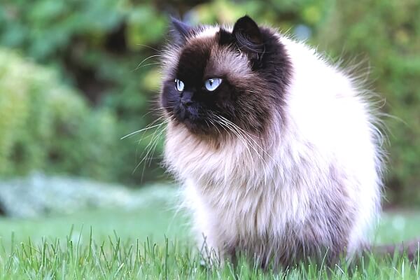 Гималайская кошка