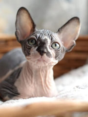 Канадский сфинкс