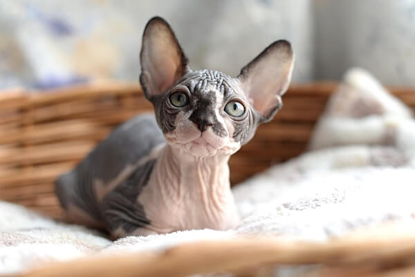 Канадский сфинкс