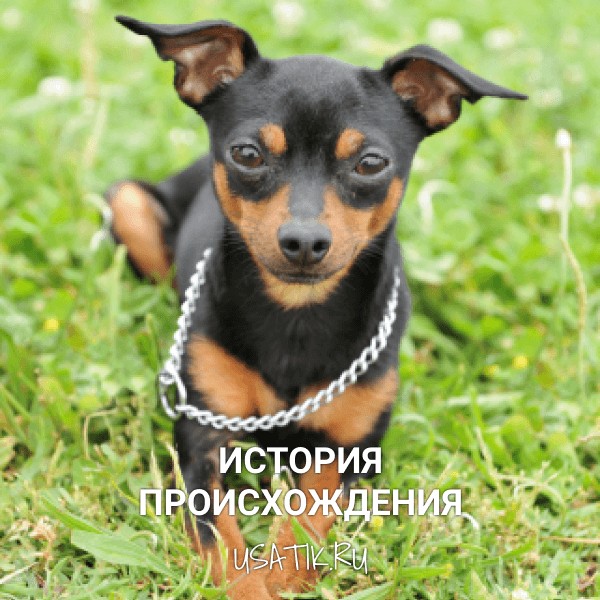 История происхождения карликовых пинчеров