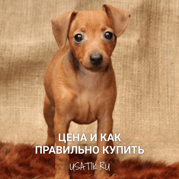 Карликовый пинчер - цена и как правильно купить