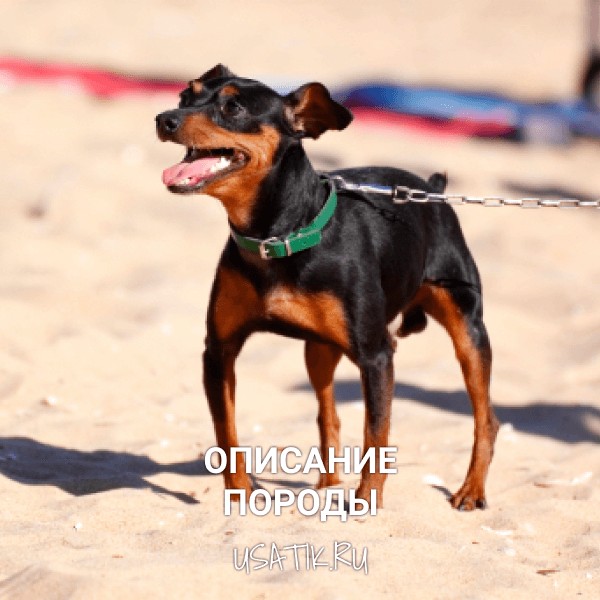 Карликовый пинчер - описание породы