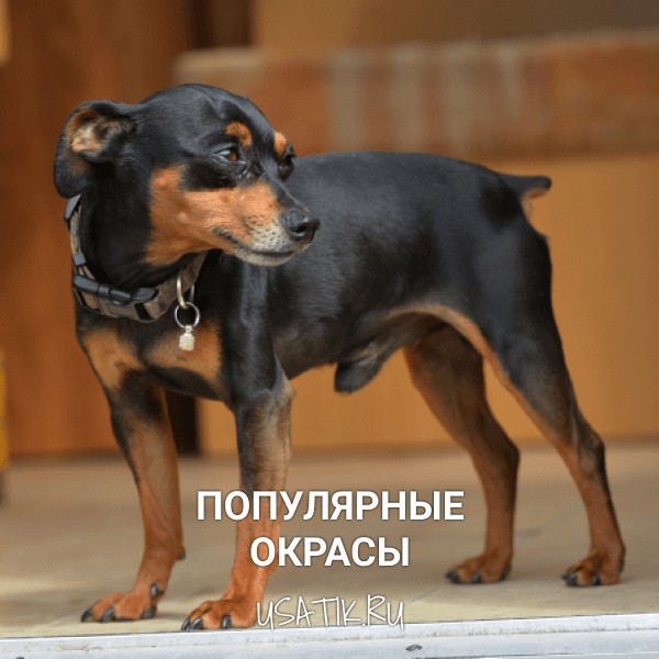 Популярные окрасы карликовых пинчеров