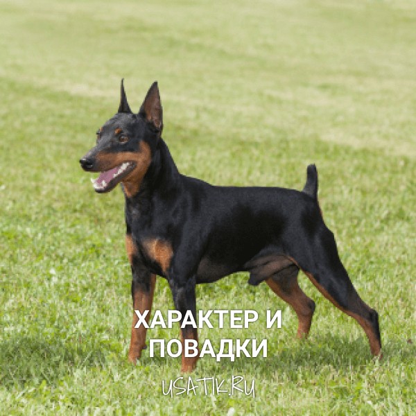 Характер и повадки карликовых пинчеров