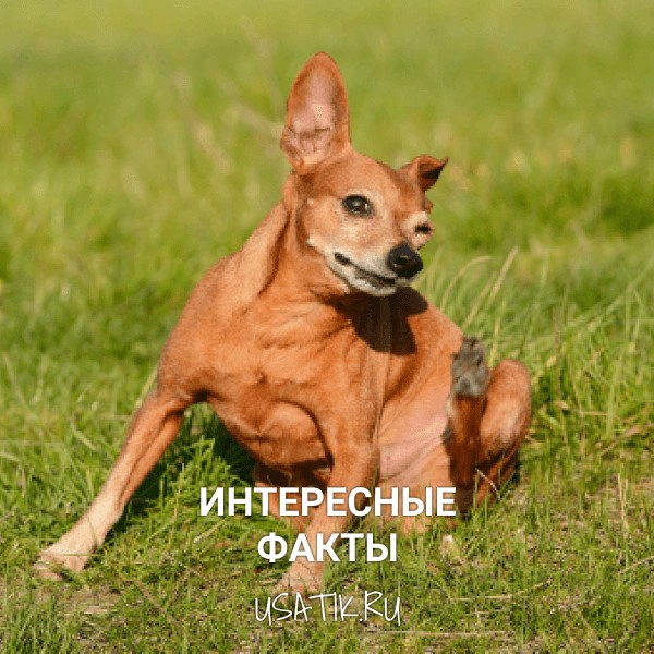 Интересные факты о карликовых пинчерах