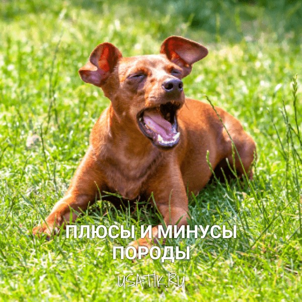 Плюсы и минусы карликовых пинчеров