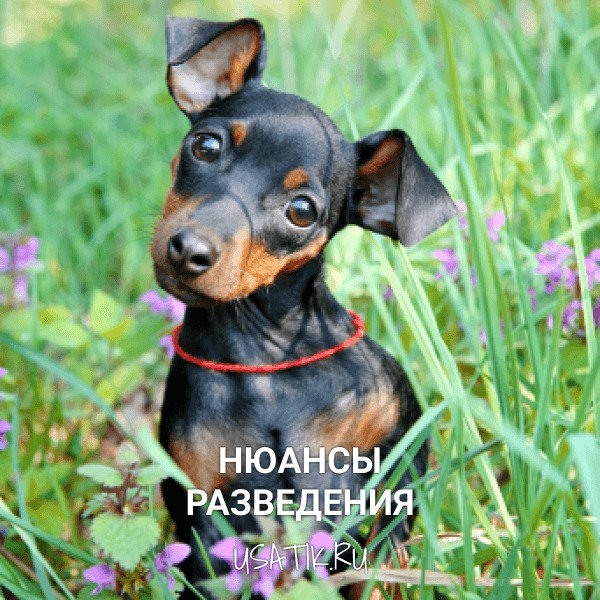 Разведение карликовых пинчеров