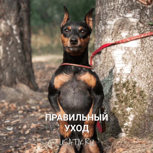 Уход за карликовыми собаками