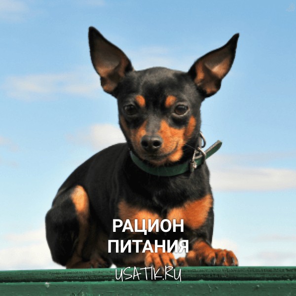 Рацион питания карликовых пинчеров