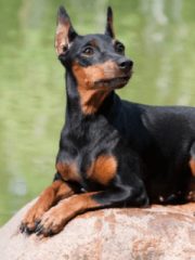 Карликовый пинчер