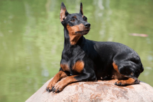 Карликовый пинчер