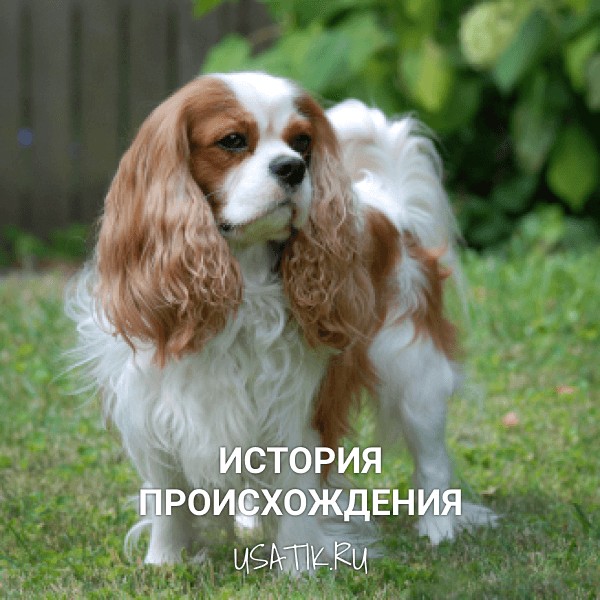 История происхождения кавалер-кинг-чарльз-спаниелей