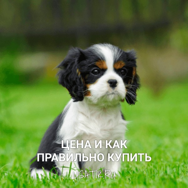 Кавалер-кинг-чарльз-спаниел - цена и как правильно купить