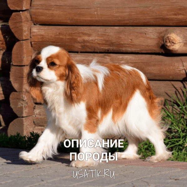 Кавалер-кинг-чарльз-спаниель - описание породы