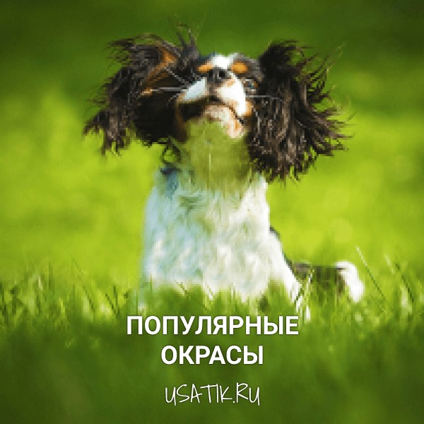 Популярные окрасы кавалер-кинг-чарльз-спаниелей