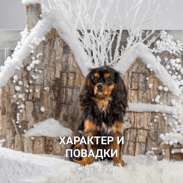 Характер и повадки кавалер-кинг-чарльз-спаниелей