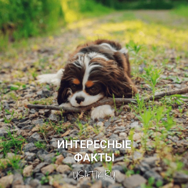 Интересные факты о кавалер-кинг-чарльз-спаниелях