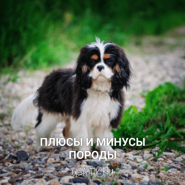 Плюсы и минусы кавалер-кинг-чарльз-спаниелей