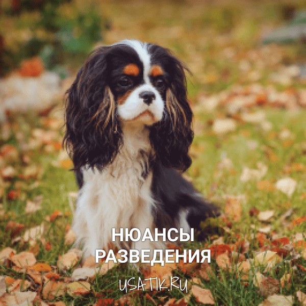 Разведение кавалер-кинг-чарльз-спаниелей