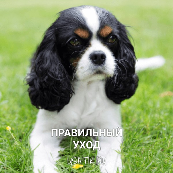 Уход за кавалер-кинг-чарльз-спаниелями