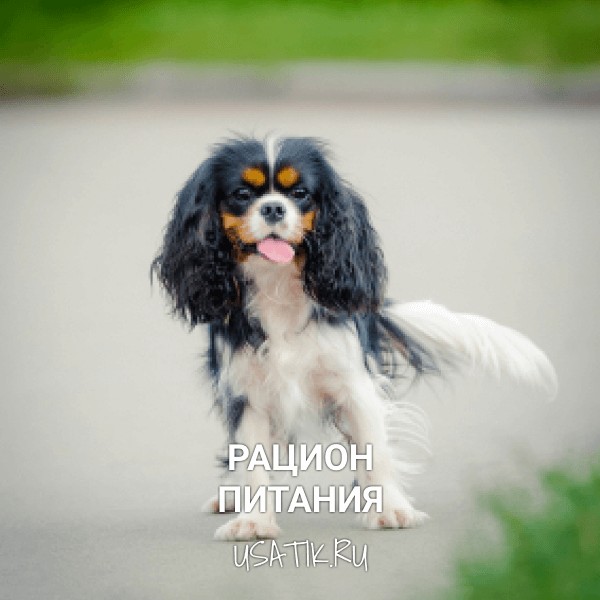 Рацион питания кавалер-кинг-чарльз-спаниелей