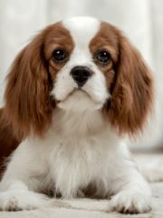Кавалер-кинг-чарльз-спаниель