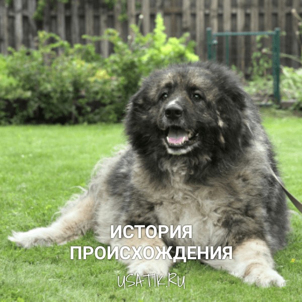 История происхождения кавказских овчарок