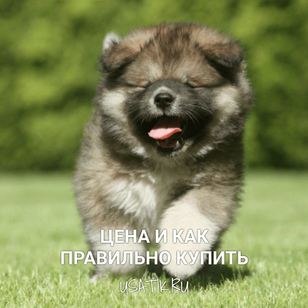 Кавказская овчарка - цена и как правильно купить