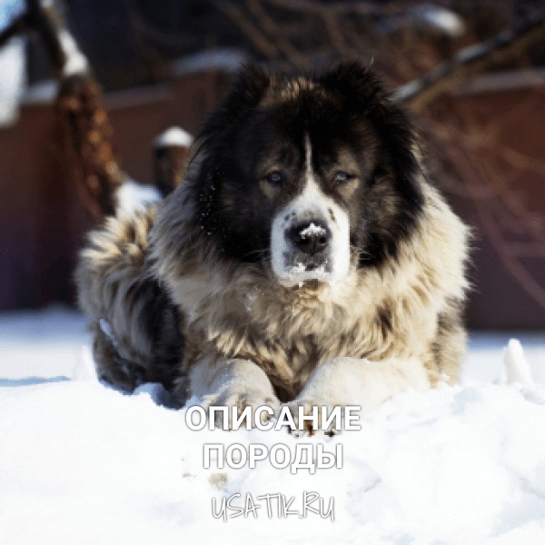 Кавказская овчарка - описание породы