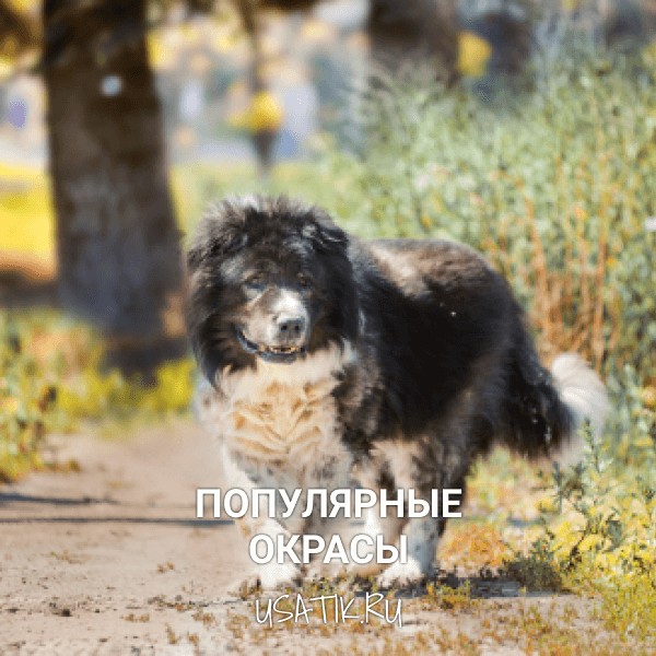 Популярные окрасы кавказских овчарок