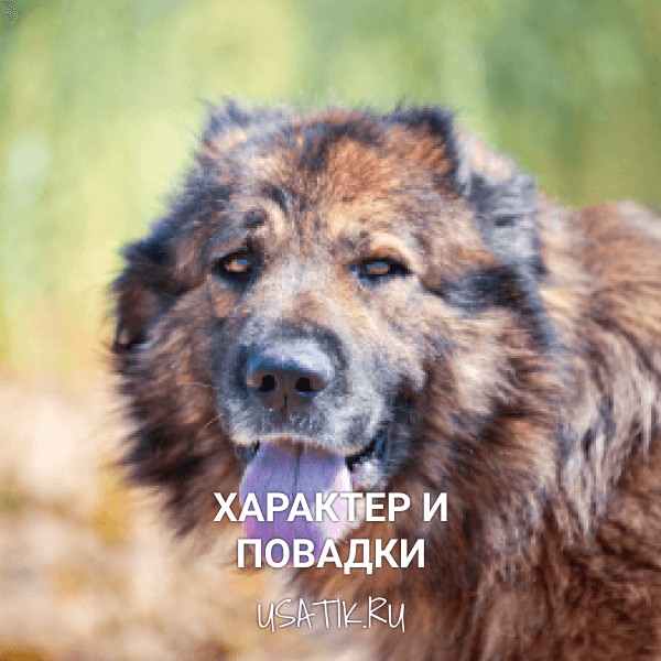 Характер и повадки кавказских овчарок