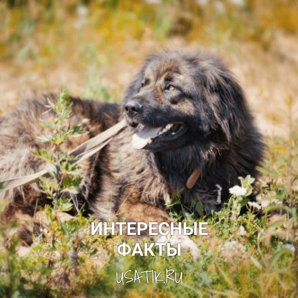 Интересные факты о кавказских овчарках