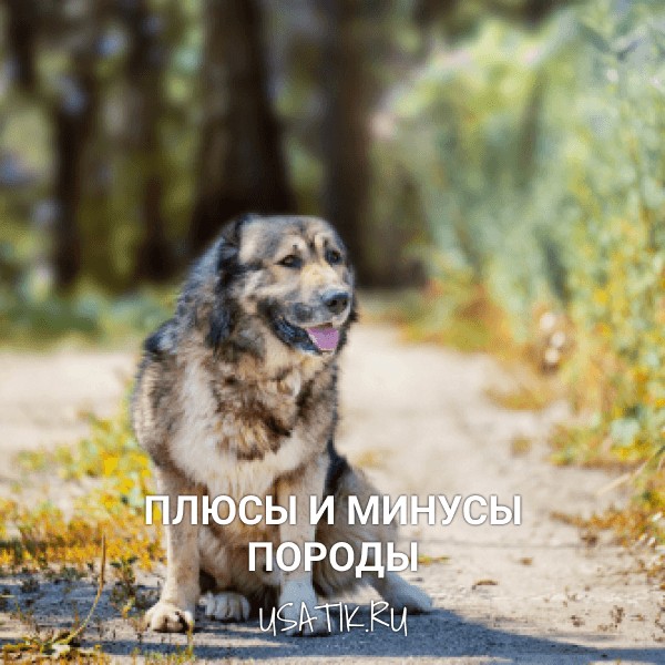 Плюсы и минусы кавказских овчарок