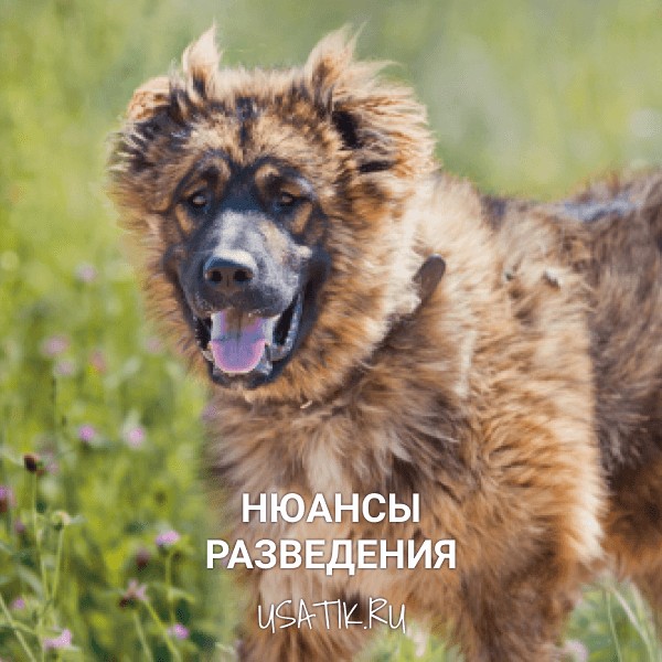 Разведение кавказских овчарок
